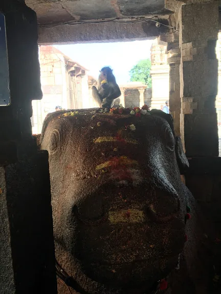 Yaganti Temple Growing Nandi Kurnool