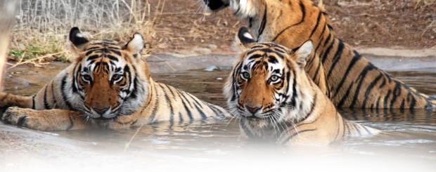 Corbett Tour Packages