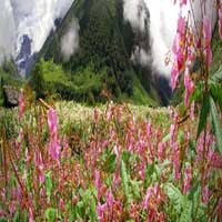 Valley Of Flowers Trek