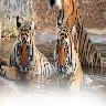 Corbett Tour Packages