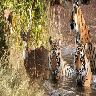 Ranthambore Tour Package