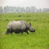 Kaziranga Tours