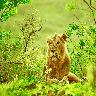 Sasan Gir Tour