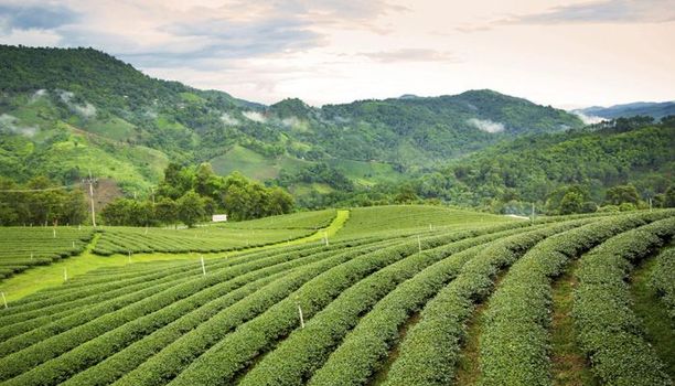 Assam