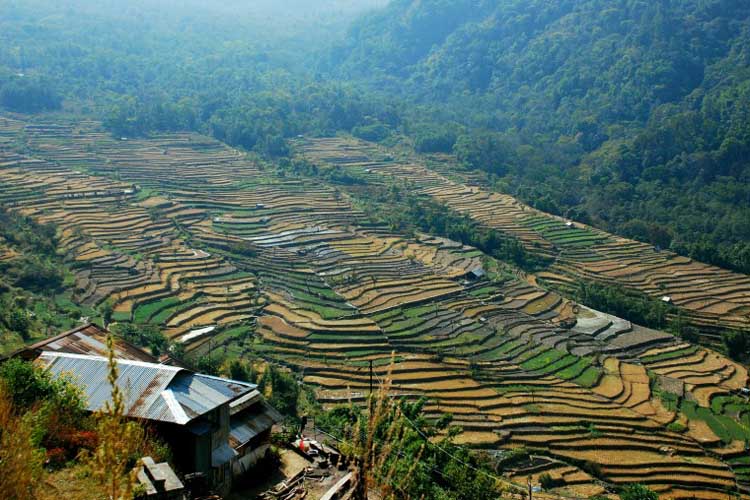 Nagaland